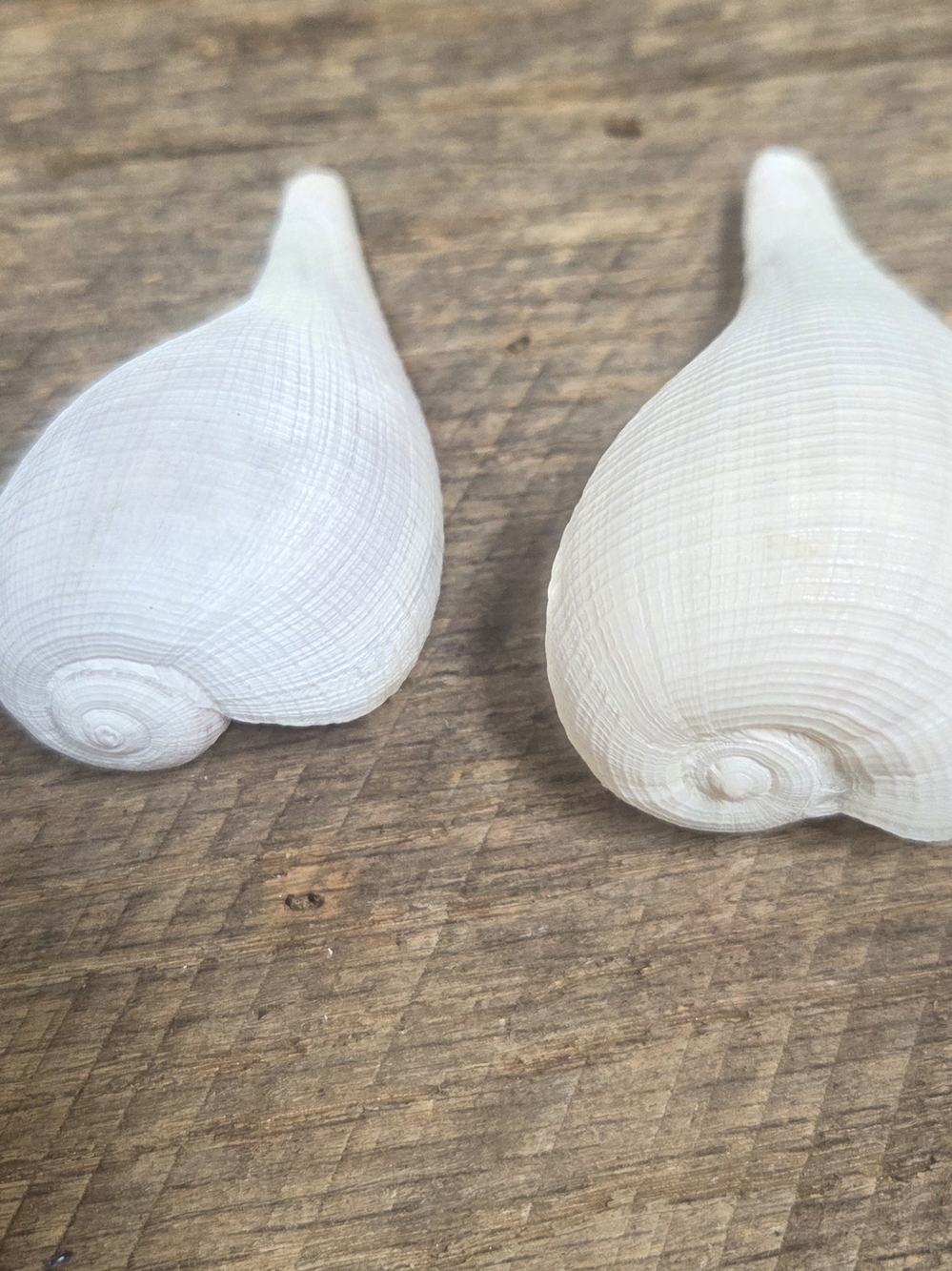35 Assorted Natural Seashell Personal Collection - Bin R - Picture 6 of 16